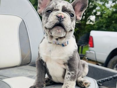 French Bulldog Puppy