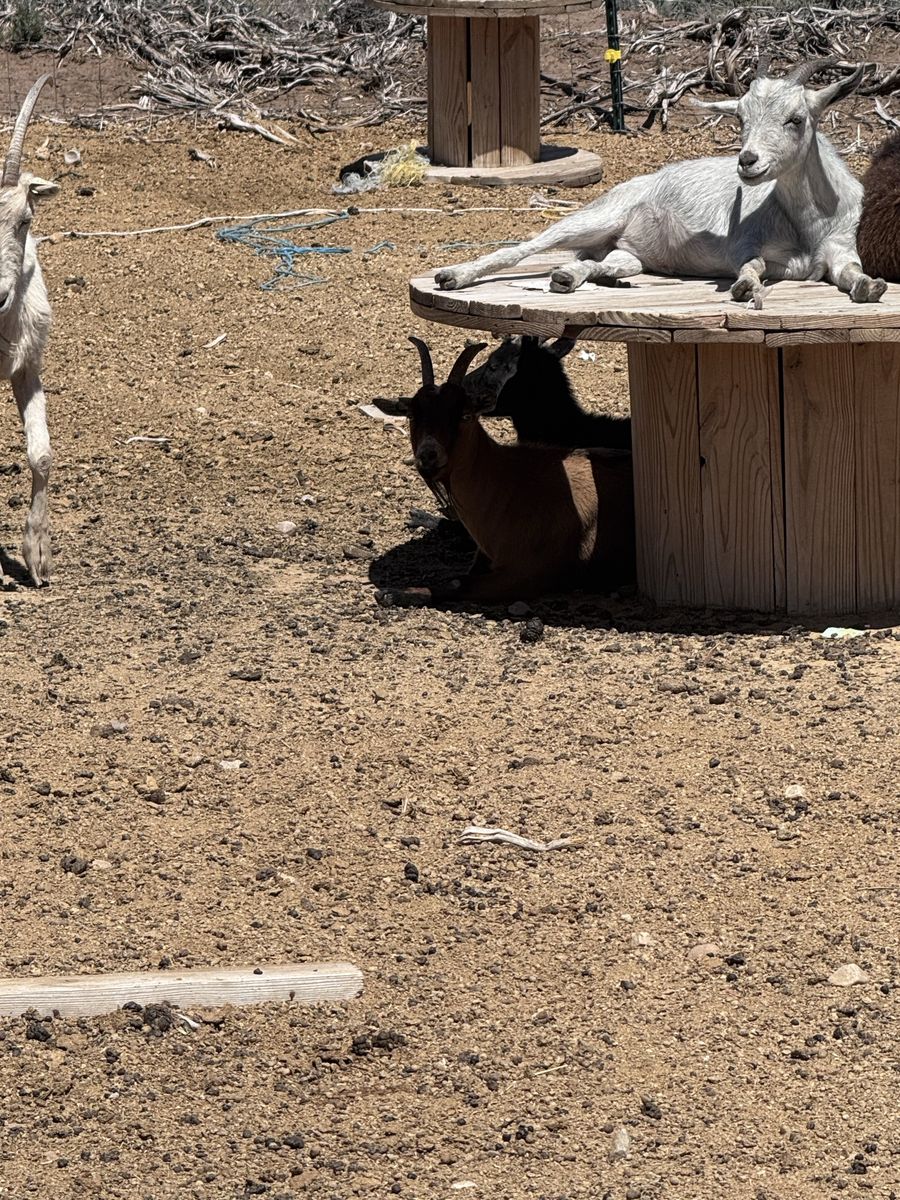 Nice young beautiful grey open goat
