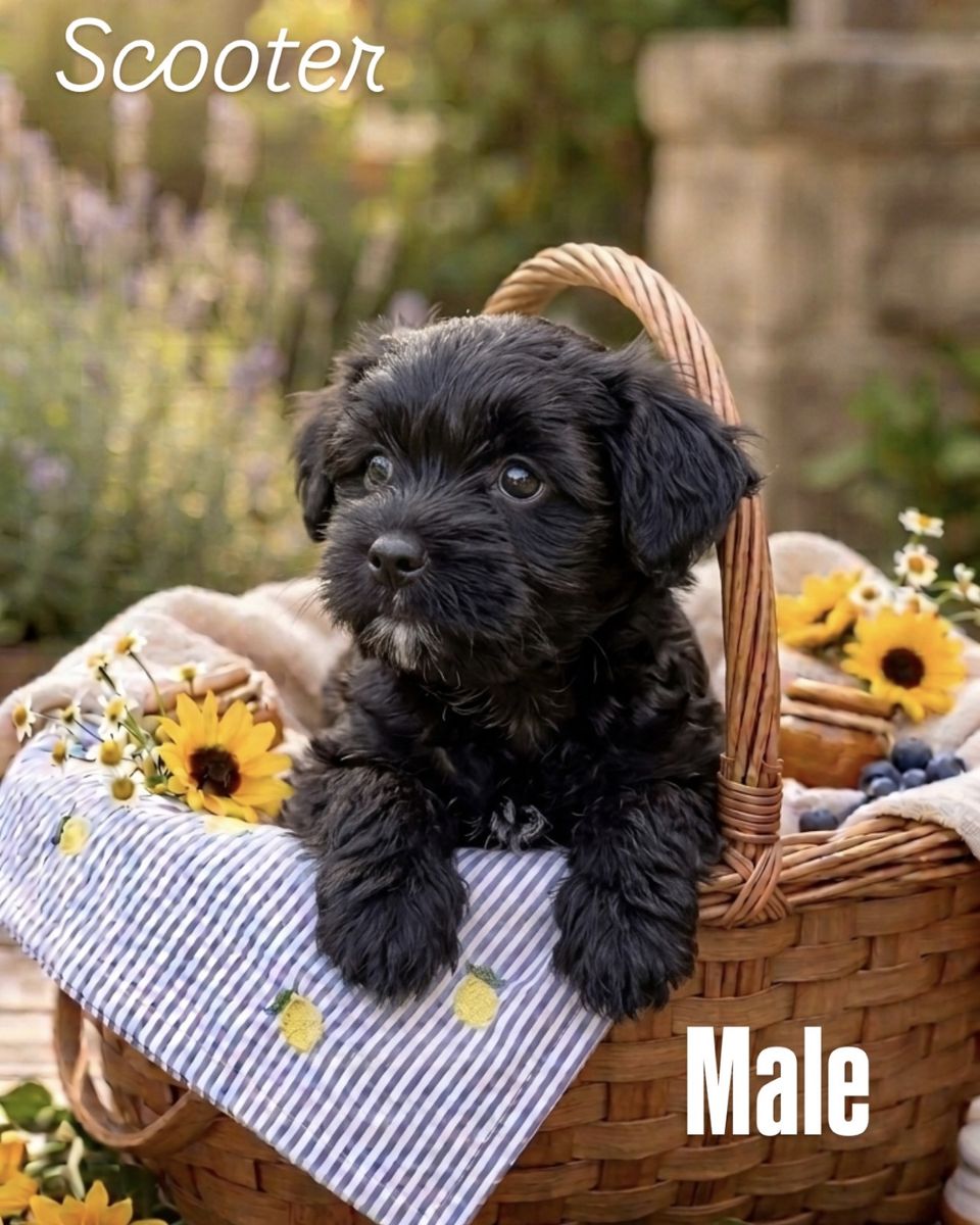 TODAY ONLY $200 OFF!!! *Hypoallergenic small-breed Puppies $1000