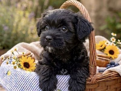 TODAY ONLY $200 OFF!!! *Hypoallergenic small-breed Puppies $1000