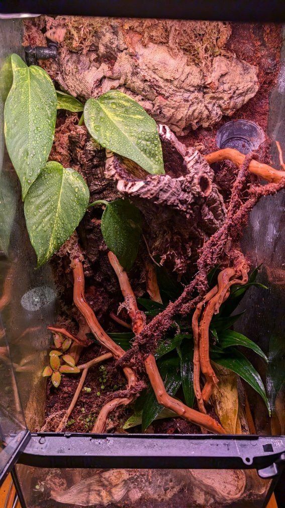 Professional Terrarium Builder