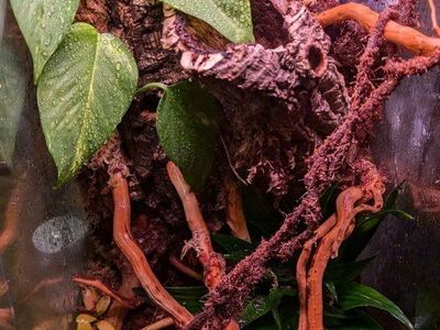 Professional Terrarium Builder