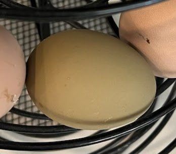 Olive Egger fertile hatching eggs