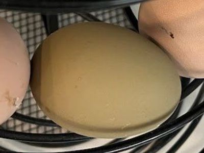 Olive Egger fertile hatching eggs