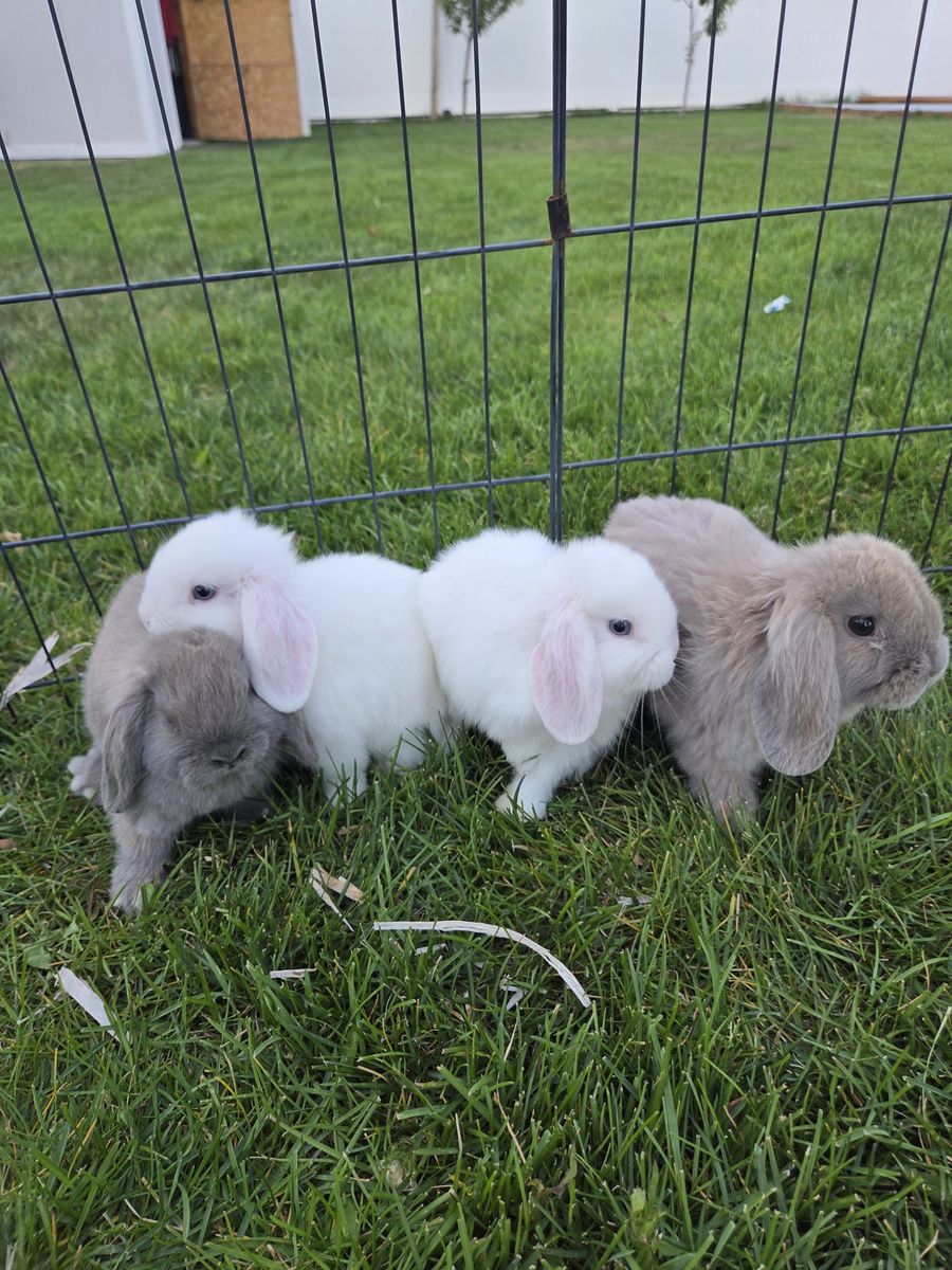 Purebred Lop Ear Bunnies