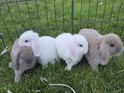 Purebred Lop Ear Bunnies