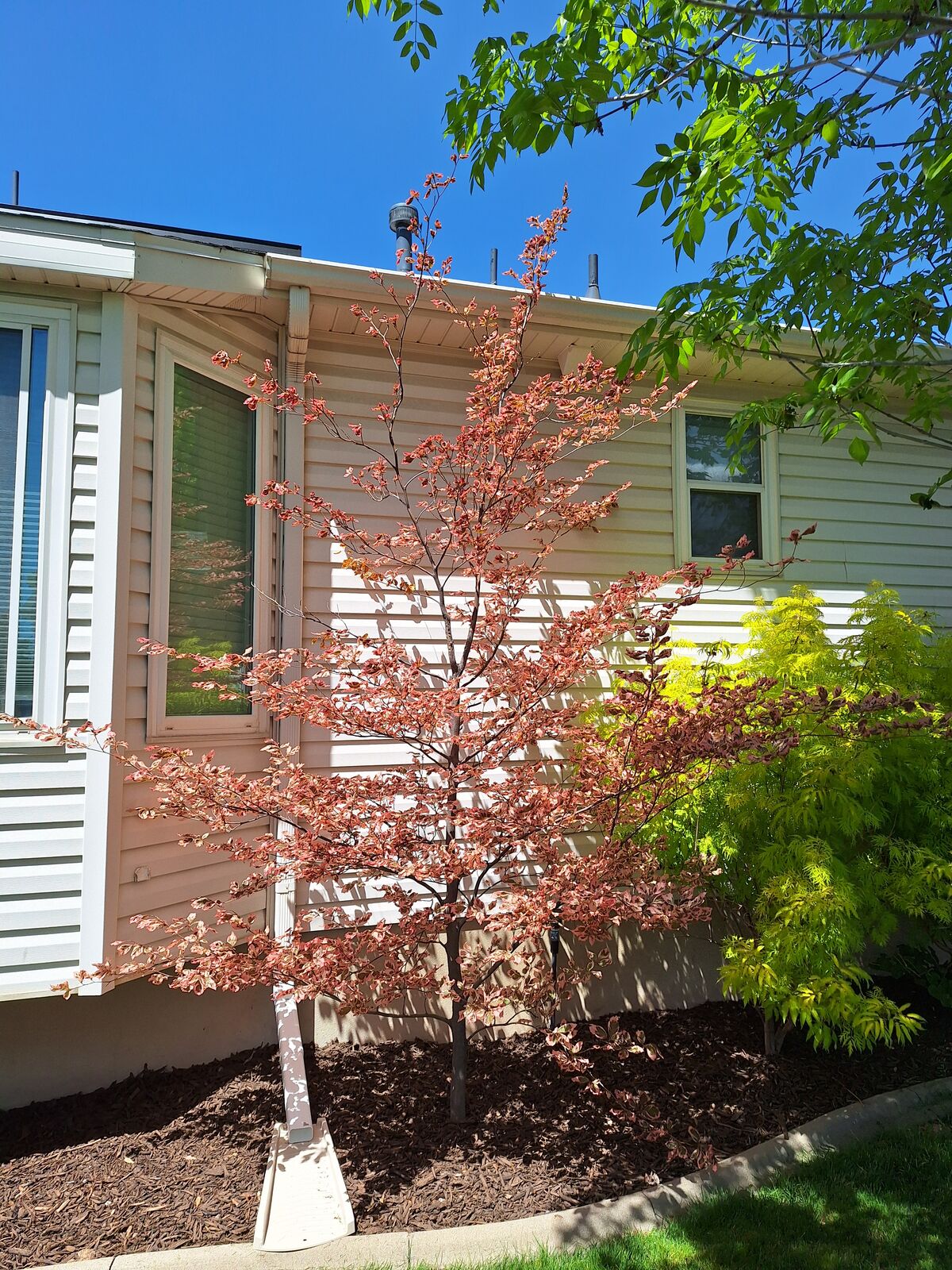 Tri-color European beech tree pink/beige ornamental landscape accent tree