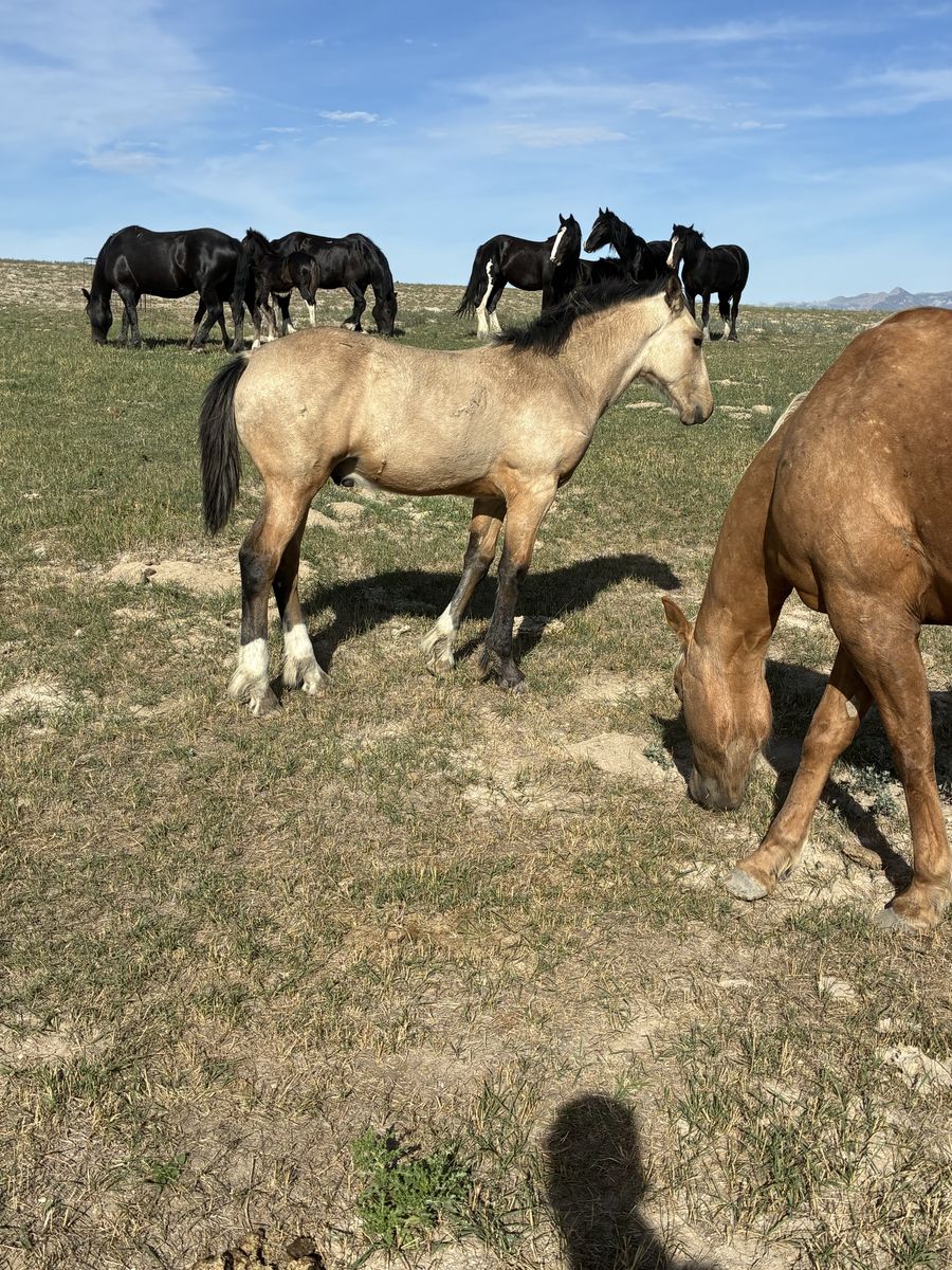 Half draft stud colt 