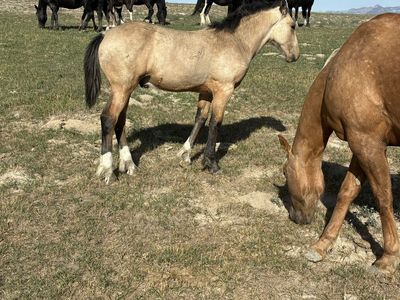 Half draft stud colt
