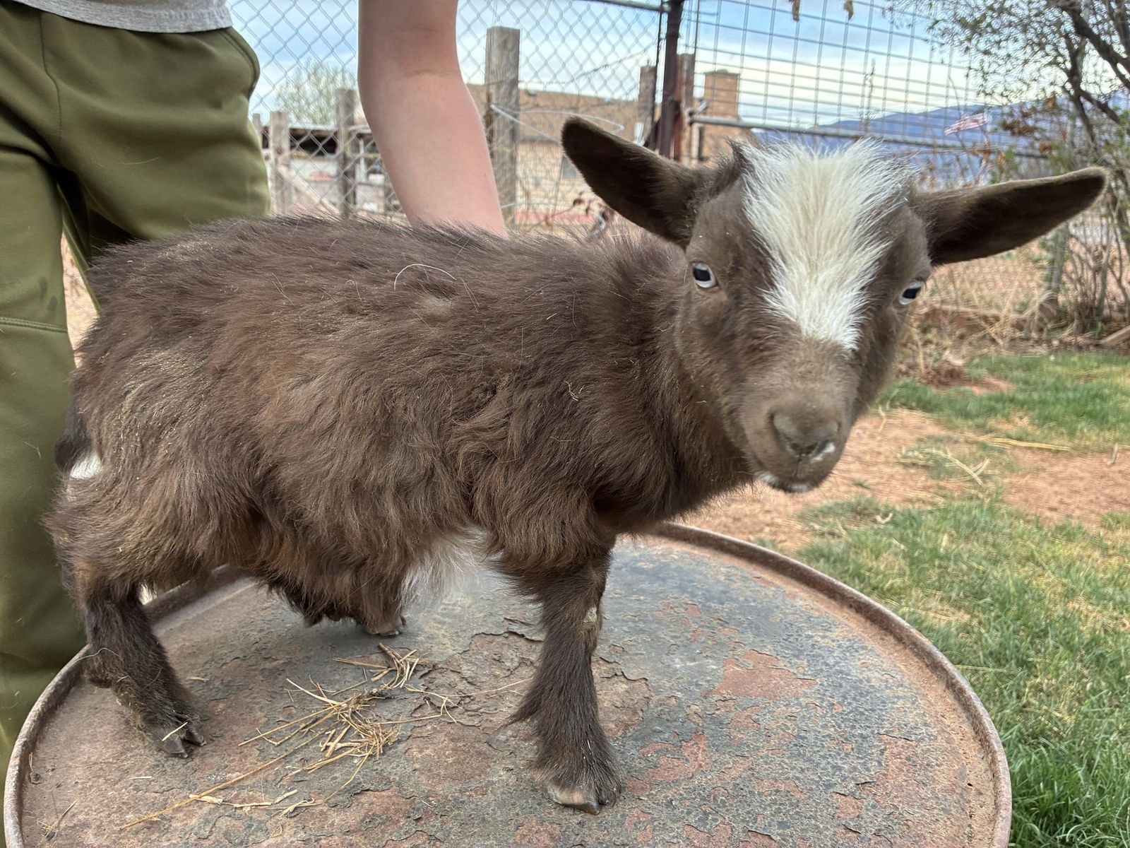 Nigerian Dwarf Buckling