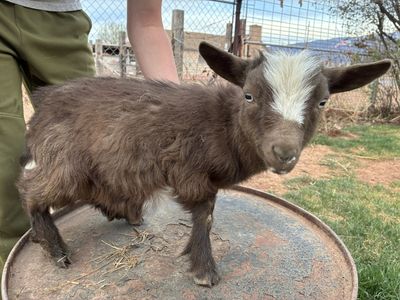Nigerian Dwarf Buckling