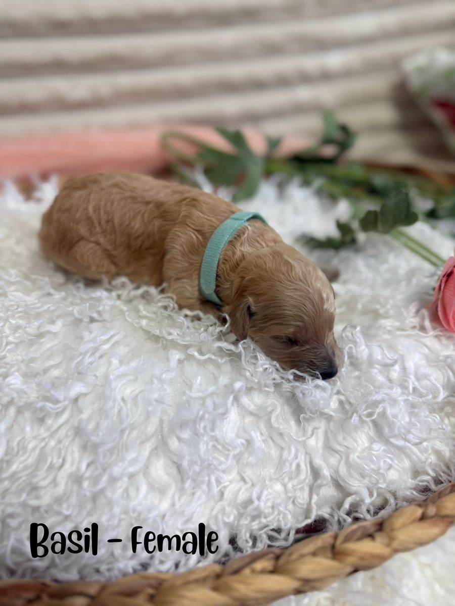 Mini Goldendoodle Puppies - Ready June 20th