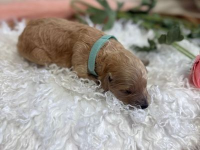 Mini Multigenerational Goldendoodle Puppies