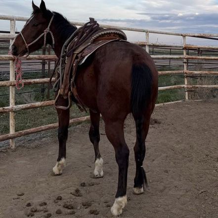 3 year old grade Bay Filly