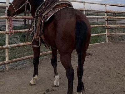 3 year old grade Bay Filly