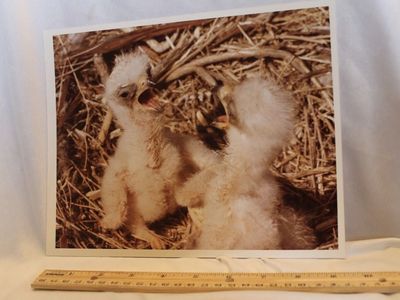 Vintage Thiokol Corporation 1980 Media Photo: Baby Birds in Nest, Kodak Paper - 8x10 Inch