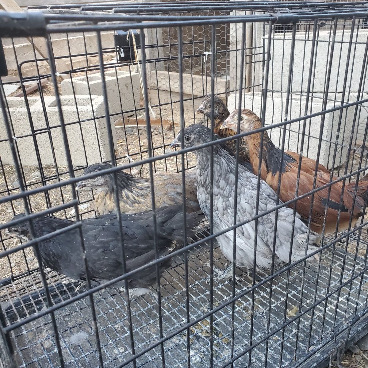 5 weeks old chickens