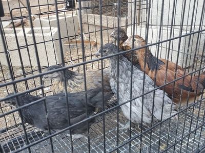 5 weeks old chickens