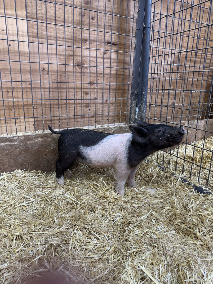 Fair/Show pigs