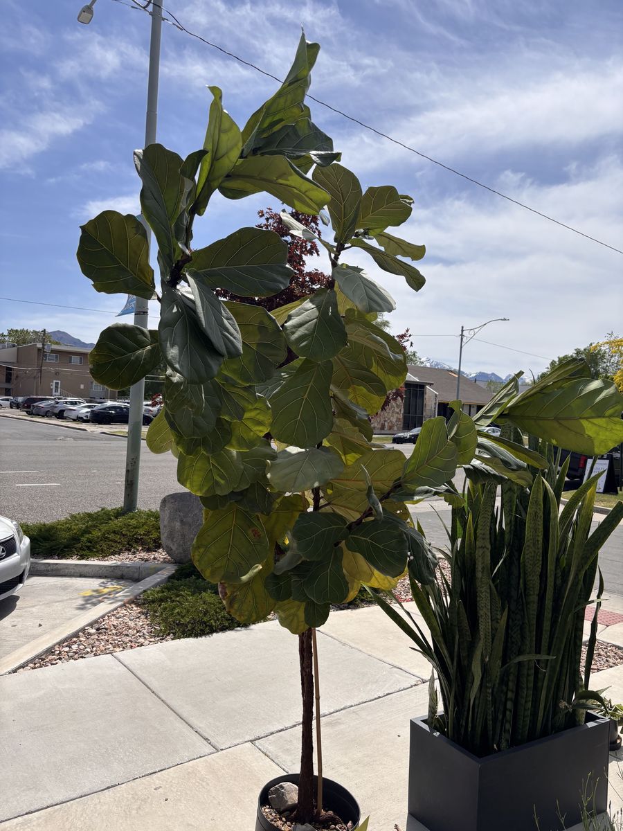 8 Foot Tall Fiddle Leaf Fig