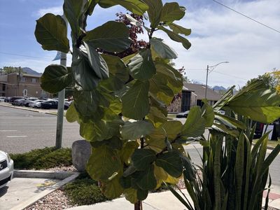 8 Foot Tall Fiddle Leaf Fig