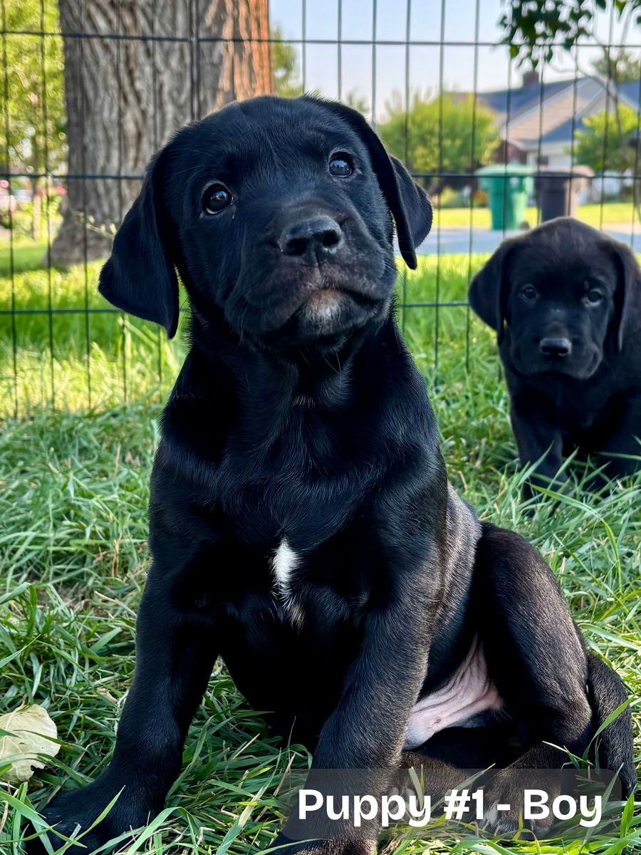 Bulladore Puppies (Olde English Bulldog × Labrador Retriever)