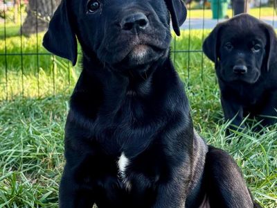 Bulladore Puppies (Olde English Bulldog × Labrador Retriever)