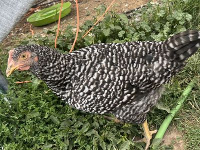 Barred Rock Pullets