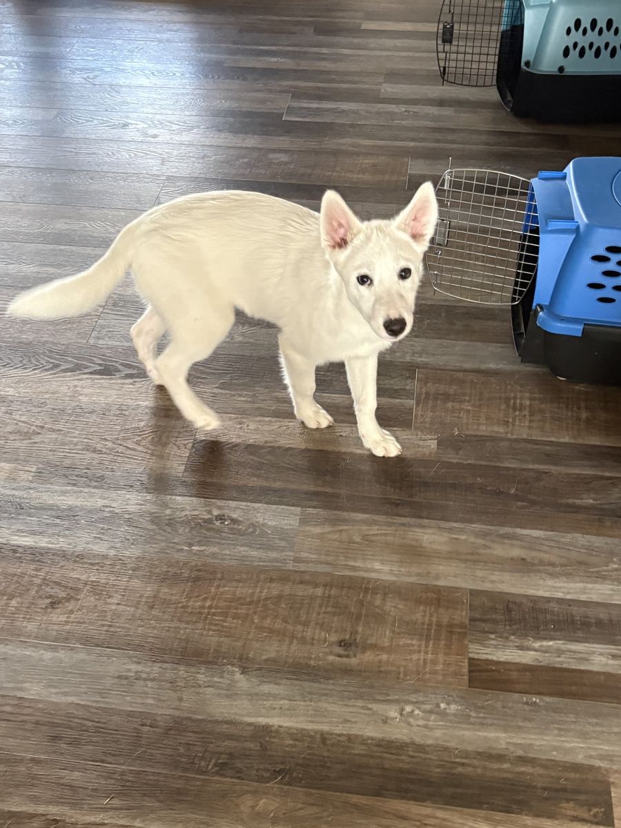 Pomsky/ American Eskimo