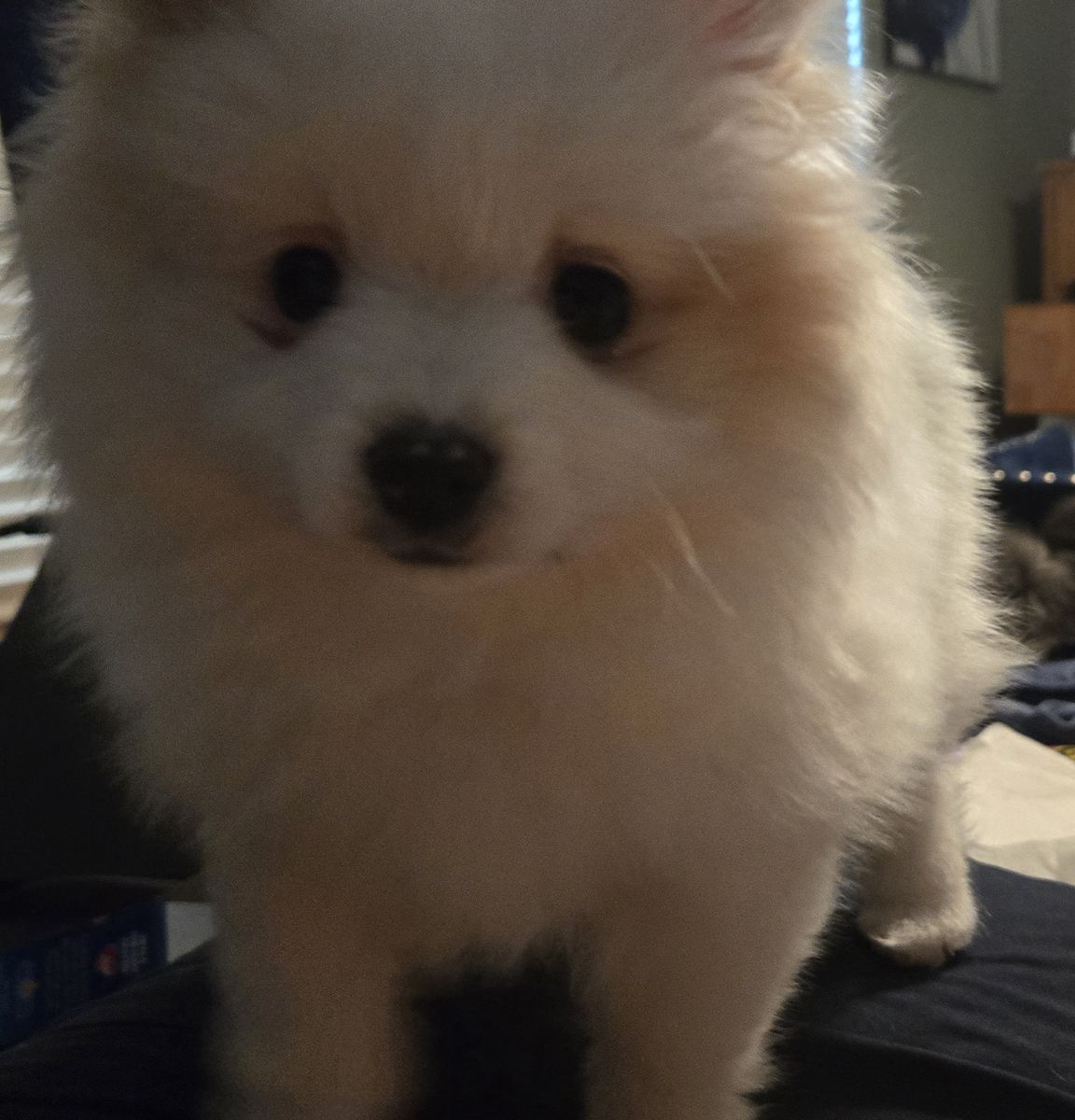 Pomsky Babies