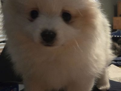 Pomsky Babies