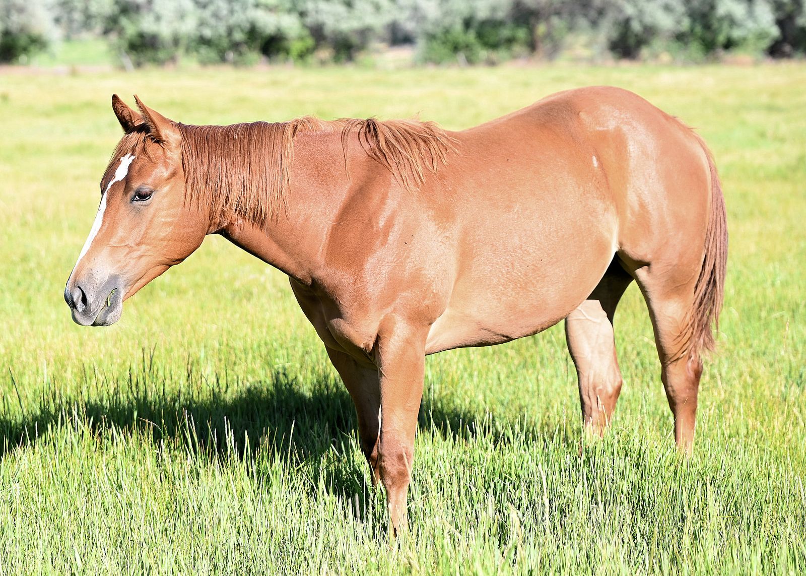 2025 AQHA Filly