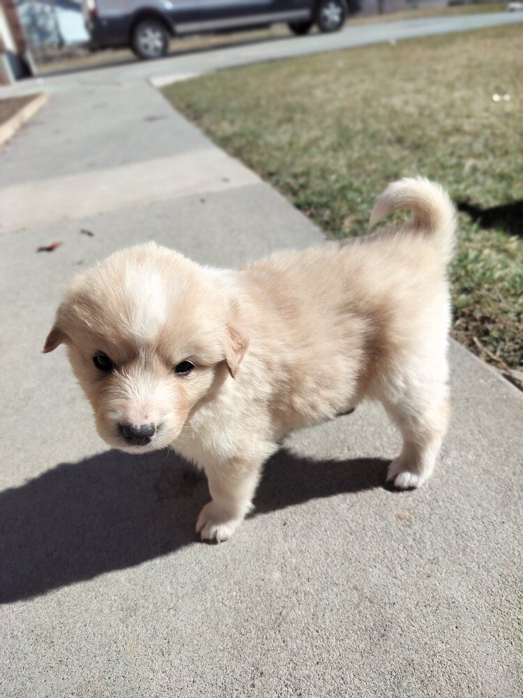 Puppies: Aussie / Border Collie × Maremma Sheepdog