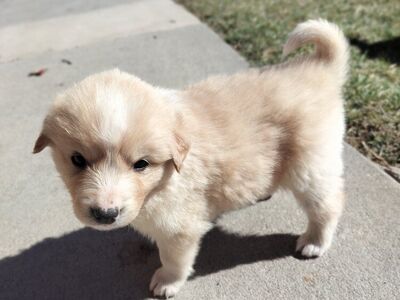 Puppies: Aussie / Border Collie × Maremma Sheepdog