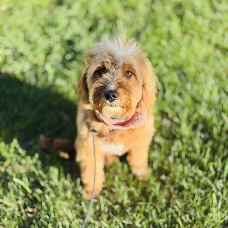 Goldendoodle ( F1 female 4 years )