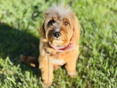 Goldendoodle ( F1 female 4 years )