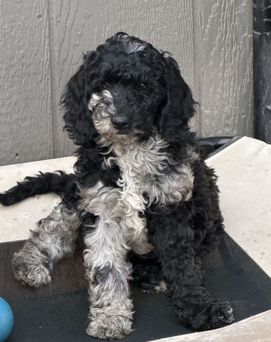 Mini Moyen poodle