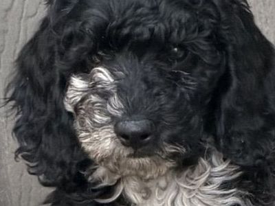 Mini Moyen poodle