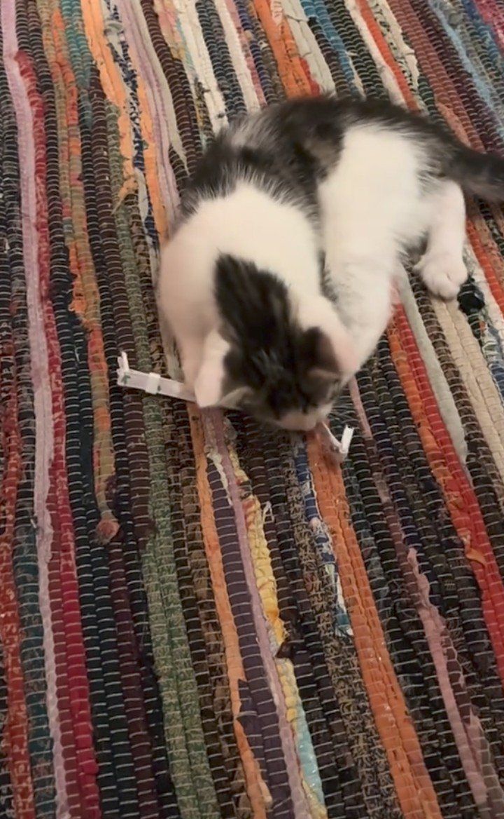 male kitten