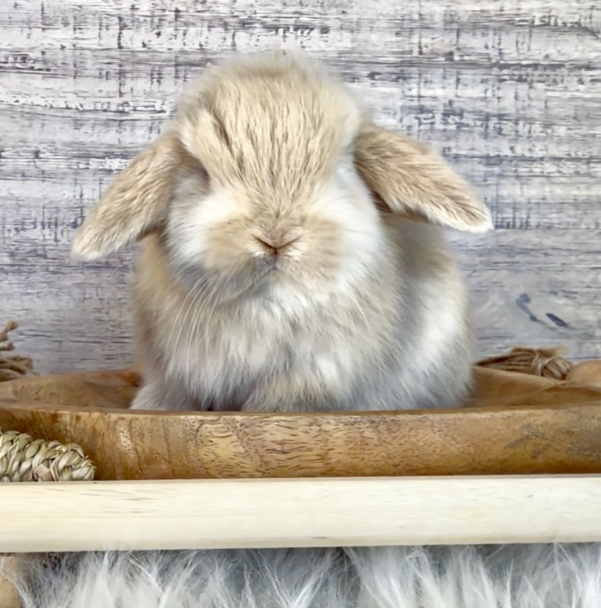 Tiniest Vc lilac harlequin holland lop Buck