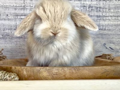 Tiniest Vc lilac harlequin holland lop Buck