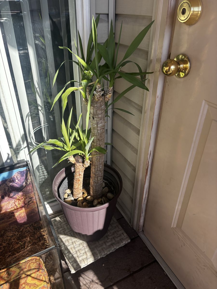 Potted Yucca Plant - Mature, Tall Indoor/Outdoor Plant with Pot