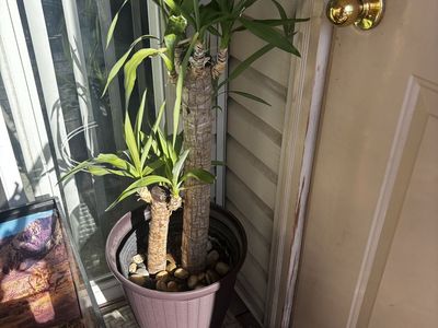 Potted Yucca Plant - Mature, Tall Indoor/Outdoor Plant with Pot