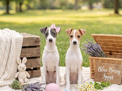 Italian Greyhound Puppies for Sale CUTE!!!