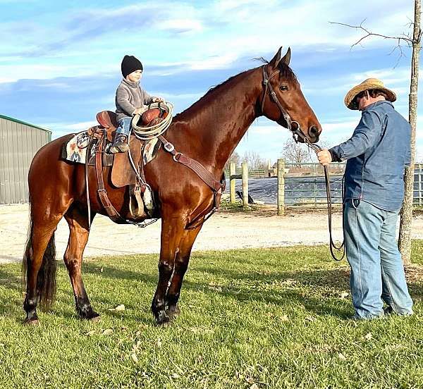Bay Friesian x Morgan cross gelding