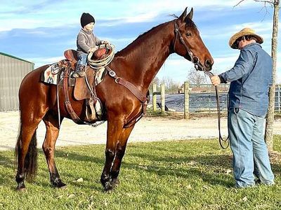 Bay Friesian x Morgan cross gelding