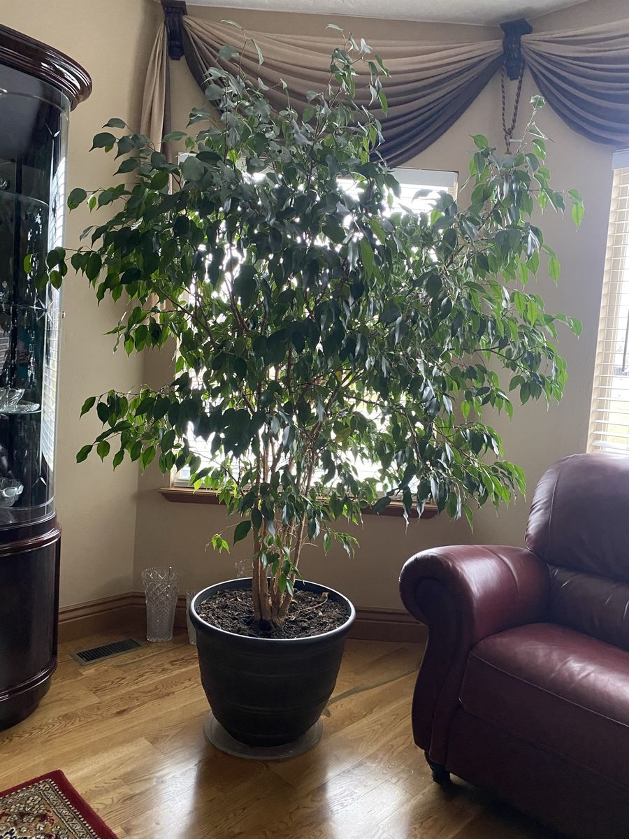 Weeping fig home Plant for Sale