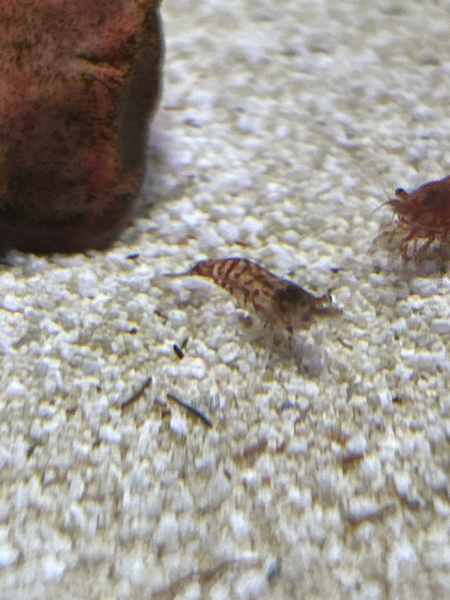 Clear Neocaridina Cherry Shrimp