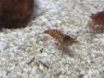 Clear Neocaridina Cherry Shrimp