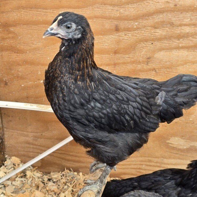 Heavy Bloom Pullet